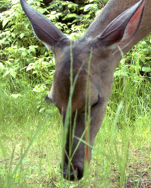 Deer_070311_1032hrs.jpg - White-tailed Deer (Odocoileus virginianus)
